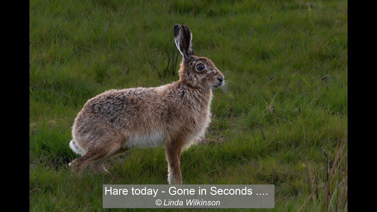 Hare today - Gone in Seconds ....